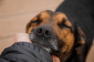 canine helps patient at animal assisted therapy program